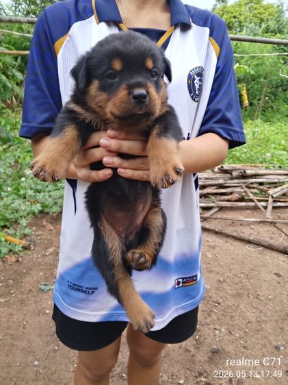 ลูกร็อตไวเลอร์ รูปที่ 4