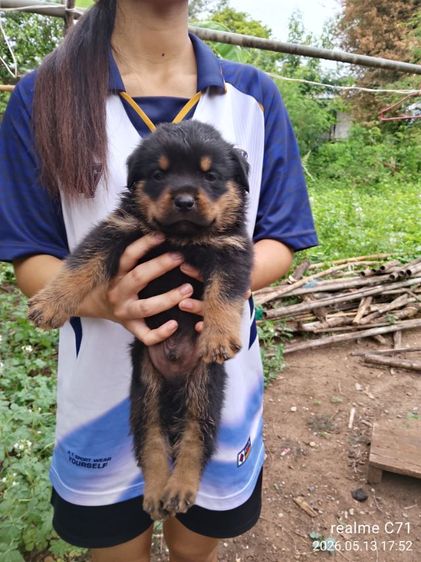 ลูกร็อตไวเลอร์ รูปที่ 2