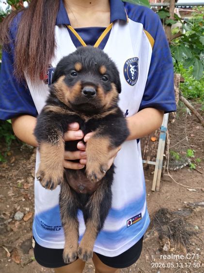 ลูกร็อตไวเลอร์