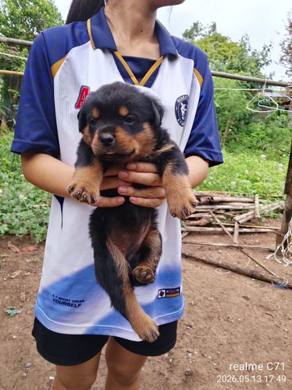 ลูกร็อตไวเลอร์ รูปที่ 5