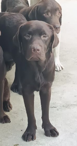 ลาบราดอร์ (Labrador) กลาง ลาบราดอร์เกรด เอ เพศผู้ หล่อมากๆๆๆ 1.2 ปี