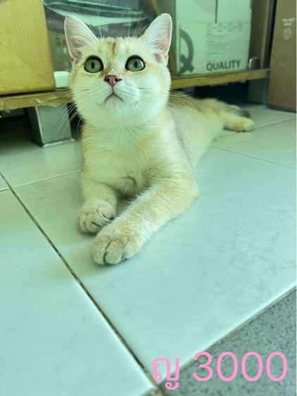 แมวบริติช