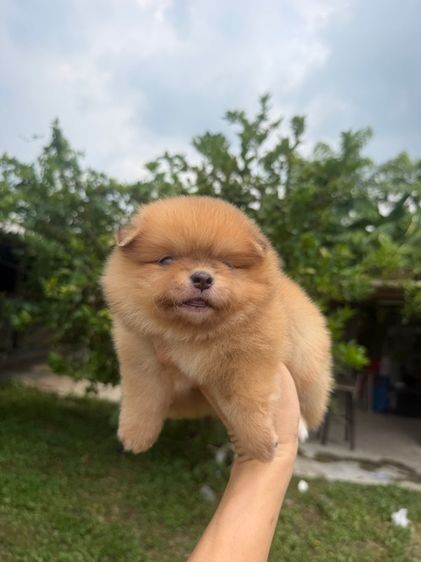 ปอมหมีๆ ไซส์เล็ก