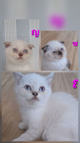 ลูกแมว scottish Fold ตาฟ้า