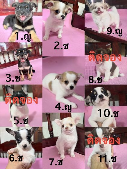 ชิวาวา (Chihuahua) เล็ก ชิวาว่าแท้ เพศผู้ เพศเมีย
