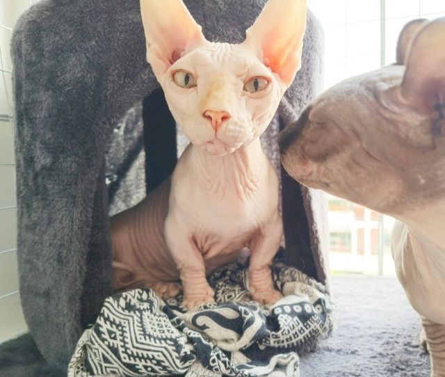 สฟิงซ์ (Sphynx) สฟิงซ์ขาสั้น