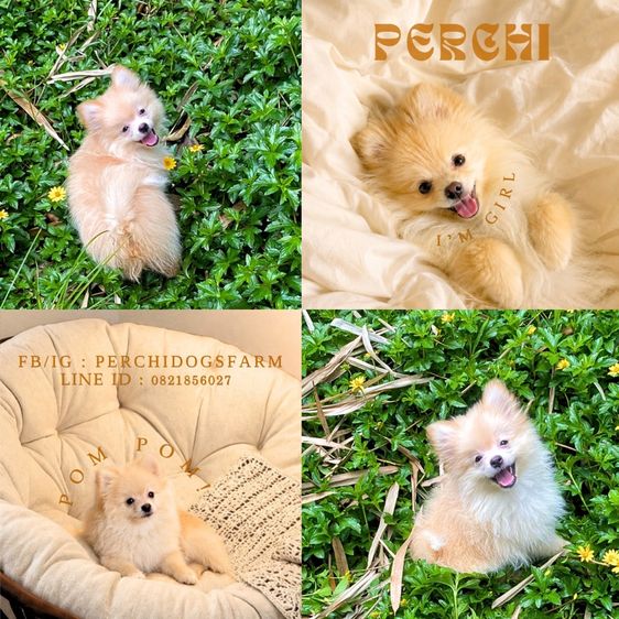 ปอมเมอเรเนียน (Pomeranian) กลาง ลูกหมา 