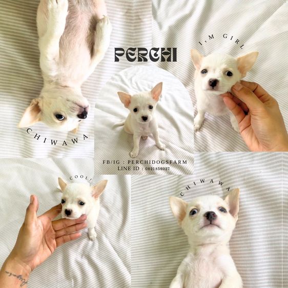 ชิวาวา (Chihuahua) เล็ก ลูกหมา ชิวาวา 