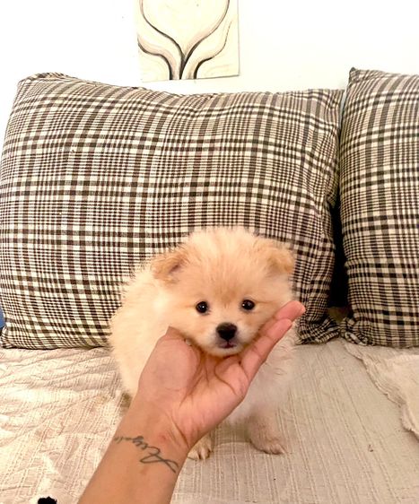 ปอมเมอเรเนียน (Pomeranian) กลาง ปอม หญิง