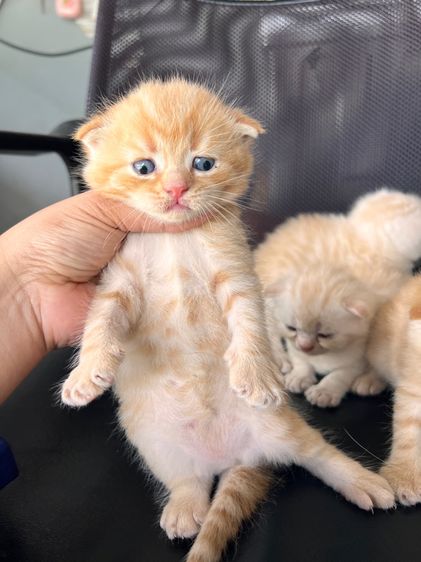 สก็อตติช โฟลด์ (Scottish Fold) แมวสก็อตติช