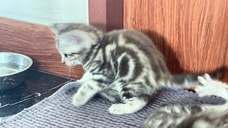 อเมริกัน ชอร์ตแฮร์ (American Shorthair) ลูกแมวพันธุ์อเมริกันช็อตแฮร์แท้ 