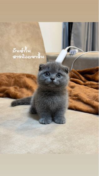มันช์กิ้น (Munchkin) มันช์กิ้น