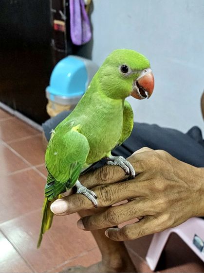 นกเเก้วริงเนท