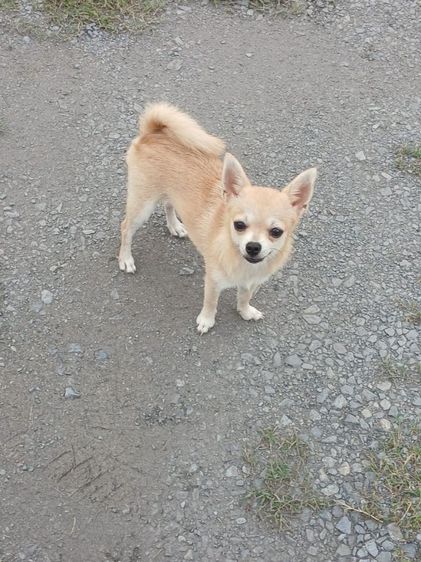 ชิวาวา (Chihuahua) เล็ก ชิวาวา