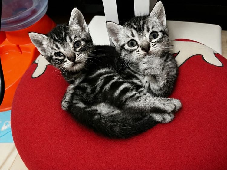 อเมริกัน ชอร์ตแฮร์ (American Shorthair) หนุ่มน้อยอเมริกันชอตแฮร์