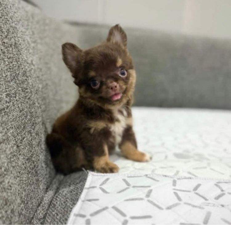 ชิวาวา (Chihuahua) เล็ก ว้าวชิวาวา กทม. ชิวาวาแท้ วัคซีนแล้วทุกตัว มีบริการส่งค่ะ