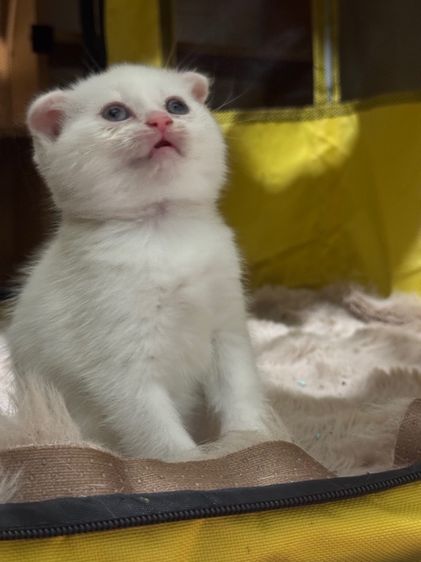 สก็อตติช โฟลด์ (Scottish Fold) ดญ สก็อตติชหูพับ 