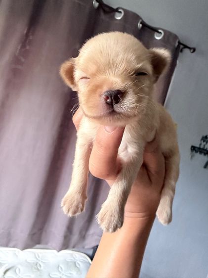 ชิวาวา (Chihuahua) เล็ก ชิวาวา