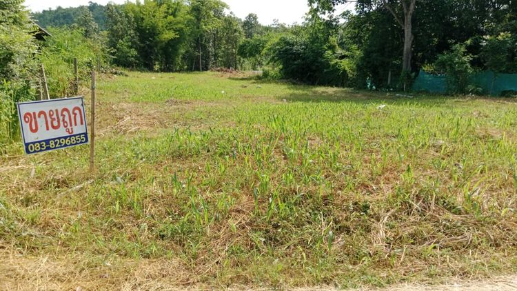 ดาวน์ 100,000บาท ผ่อน 5000บาท 60งวด ที่ดินโฉนดครุฑแดง เมืองลำพูน รูปที่ 3
