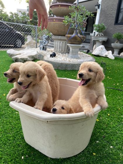 โกลเด้นรีทรีฟเวอร์ (Golden Retriever) เล็ก ลูกสุนัขโกลเด้นแท้