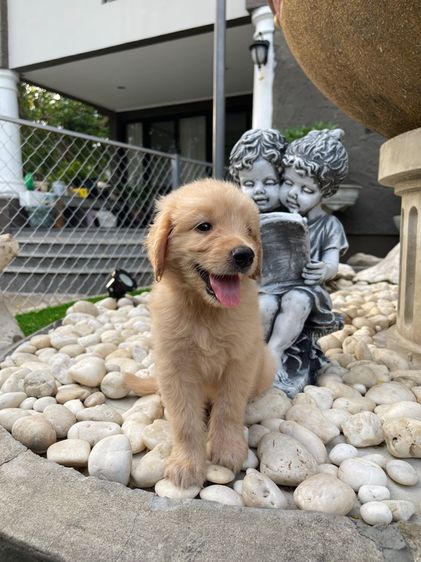 ลูกสุนัขโกลเด้นแท้ รูปที่ 3