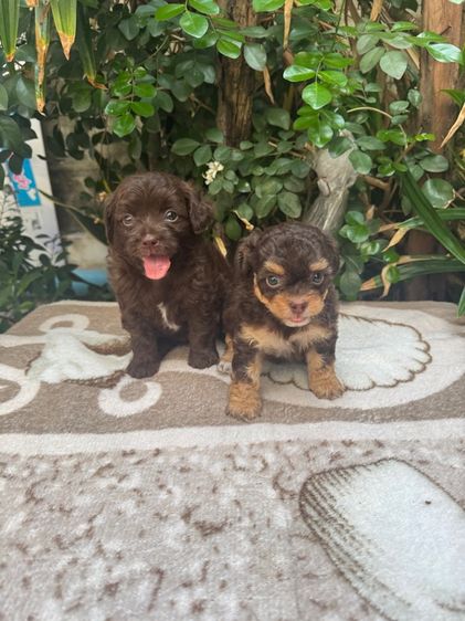 ชิวาวา (Chihuahua) เล็ก ชิวาว่าผสมชิสุพุดเดิ้ล