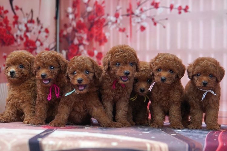 พุดเดิ้ล (Poodle) เล็ก พุดเดิ้ลทอยเพศเมีย