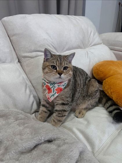 สก็อตติช โฟลด์ (Scottish Fold) ดช. สก็อตติช