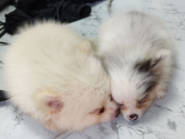 ปอมเมอเรเนียน (Pomeranian) เล็ก ขายหมาปอมแท้ ตาสีฟ้า 