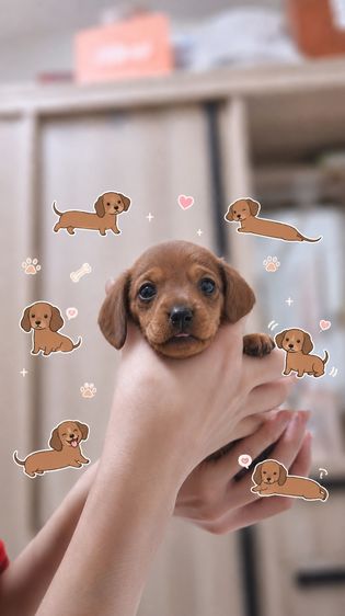 ดัชชุน