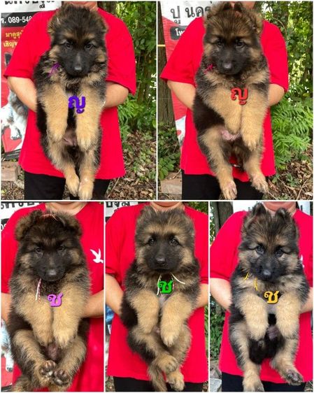 เยอรมันเชพเพิร์ด (German Shepherd) ใหญ่  ขายลูกสุนัขเยอรมันเชพเพิร์ดแท้