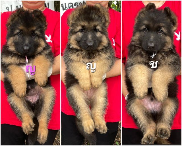 เยอรมันเชพเพิร์ด (German Shepherd) ใหญ่ ขายลูกสุนัขเยอรมันเชพเพิร์ดแท้