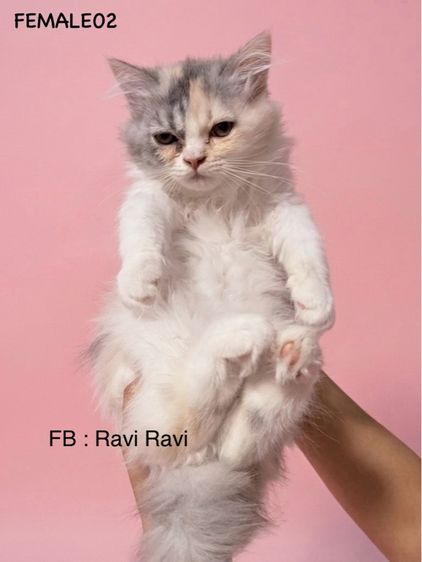 น้องเปอร์เซียร์ รูปที่ 4
