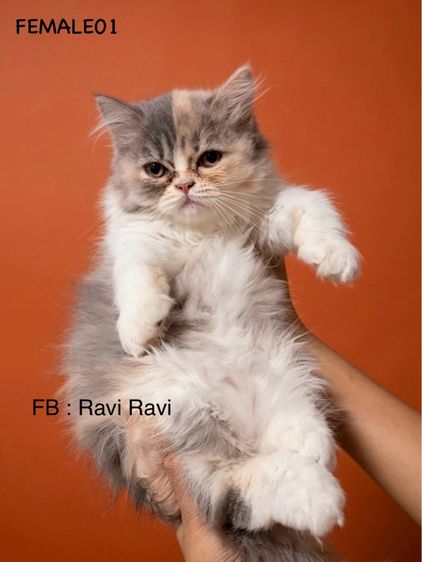 น้องเปอร์เซียร์ รูปที่ 7
