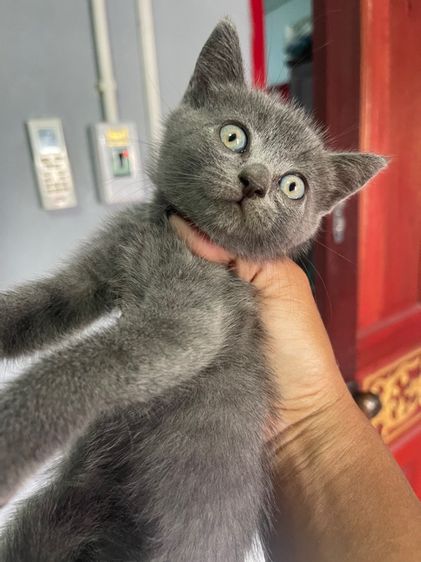 สก็อตติช โฟลด์ (Scottish Fold) แมวสก๊อตติส