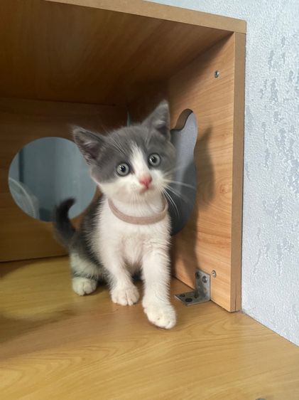 สก็อตติช โฟลด์ (Scottish Fold) แมวสก๊อตติส