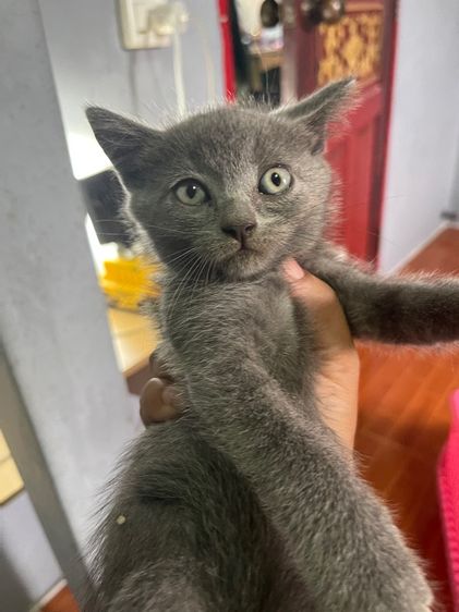 สก็อตติช โฟลด์ (Scottish Fold) แมวสก๊อตติส
