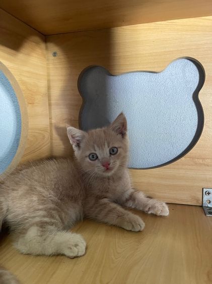 สก็อตติช โฟลด์ (Scottish Fold) แมวสก๊อตติส