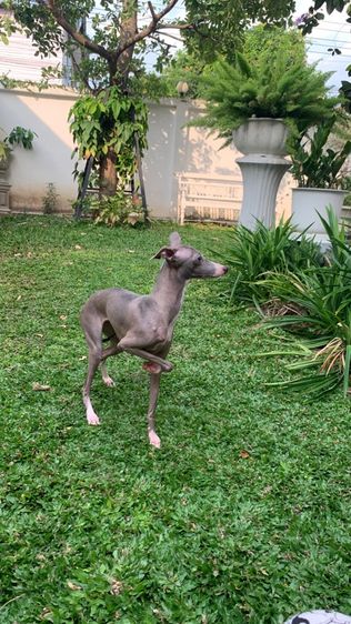 อิตาเลียน เกรย์ฮาวด์ (Italian Greyhound) กลาง เกรย์ฮาวด์ หมาสาว 