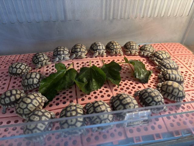 ซูคาต้าจ้า
