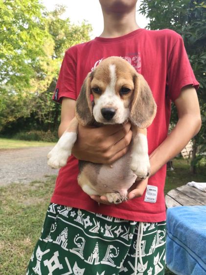 น้องบีเกิ้ลมีเพศหญิง,ชายอายุ45วันขึ้นฉีดวัคซีนถ่ายพยาธเรียบร้อยแล้วพร้อมย้ายบ้านผู้ปกครองท่านใดสนใจโทร0813643191สอบถามรายละเอียดได้ค่ะ รูปที่ 4