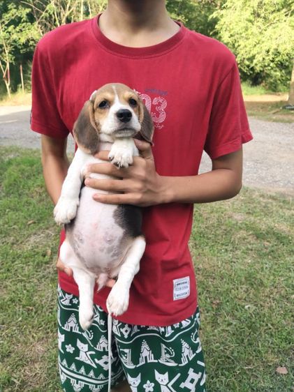 น้องบีเกิ้ลมีเพศหญิง,ชายอายุ45วันขึ้นฉีดวัคซีนถ่ายพยาธเรียบร้อยแล้วพร้อมย้ายบ้านผู้ปกครองท่านใดสนใจโทร0813643191สอบถามรายละเอียดได้ค่ะ รูปที่ 10