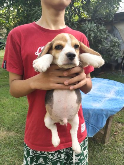 น้องบีเกิ้ลมีเพศหญิง,ชายอายุ45วันขึ้นฉีดวัคซีนถ่ายพยาธเรียบร้อยแล้วพร้อมย้ายบ้านผู้ปกครองท่านใดสนใจโทร0813643191สอบถามรายละเอียดได้ค่ะ รูปที่ 2
