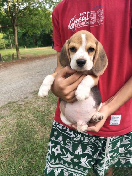 น้องบีเกิ้ลมีเพศหญิง,ชายอายุ45วันขึ้นฉีดวัคซีนถ่ายพยาธเรียบร้อยแล้วพร้อมย้ายบ้านผู้ปกครองท่านใดสนใจโทร0813643191สอบถามรายละเอียดได้ค่ะ รูปที่ 3