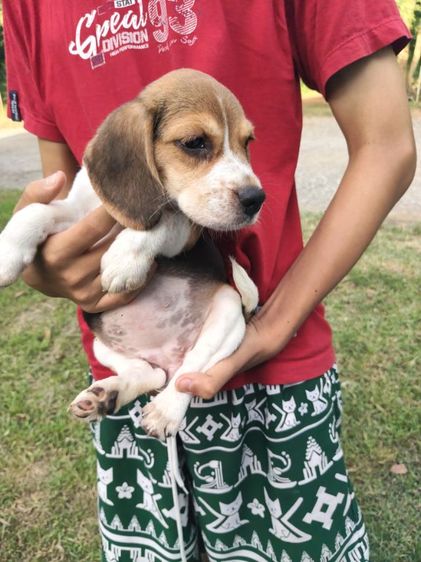 น้องบีเกิ้ลมีเพศหญิง,ชายอายุ45วันขึ้นฉีดวัคซีนถ่ายพยาธเรียบร้อยแล้วพร้อมย้ายบ้านผู้ปกครองท่านใดสนใจโทร0813643191สอบถามรายละเอียดได้ค่ะ รูปที่ 8