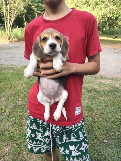 น้องบีเกิ้ลมีเพศหญิง,ชายอายุ45วันขึ้นฉีดวัคซีนถ่ายพยาธเรียบร้อยแล้วพร้อมย้ายบ้านผู้ปกครองท่านใดสนใจโทร0813643191สอบถามรายละเอียดได้ค่ะ รูปที่ 7