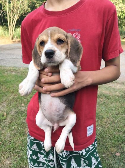 น้องบีเกิ้ลมีเพศหญิง,ชายอายุ45วันขึ้นฉีดวัคซีนถ่ายพยาธเรียบร้อยแล้วพร้อมย้ายบ้านผู้ปกครองท่านใดสนใจโทร0813643191สอบถามรายละเอียดได้ค่ะ รูปที่ 6