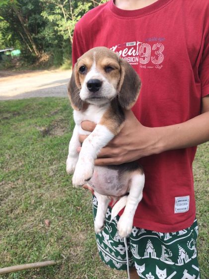 น้องบีเกิ้ลมีเพศหญิง,ชายอายุ45วันขึ้นฉีดวัคซีนถ่ายพยาธเรียบร้อยแล้วพร้อมย้ายบ้านผู้ปกครองท่านใดสนใจโทร0813643191สอบถามรายละเอียดได้ค่ะ รูปที่ 11