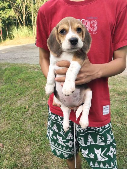 น้องบีเกิ้ลมีเพศหญิง,ชายอายุ45วันขึ้นฉีดวัคซีนถ่ายพยาธเรียบร้อยแล้วพร้อมย้ายบ้านผู้ปกครองท่านใดสนใจโทร0813643191สอบถามรายละเอียดได้ค่ะ รูปที่ 9