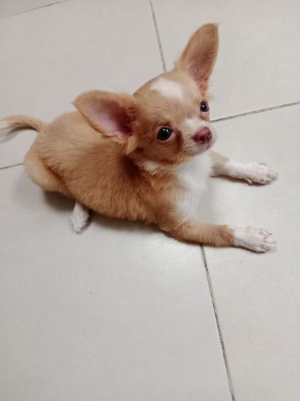ชิวาวา (Chihuahua) เล็ก เด็กขายชิวาวาแท้ขนยาว